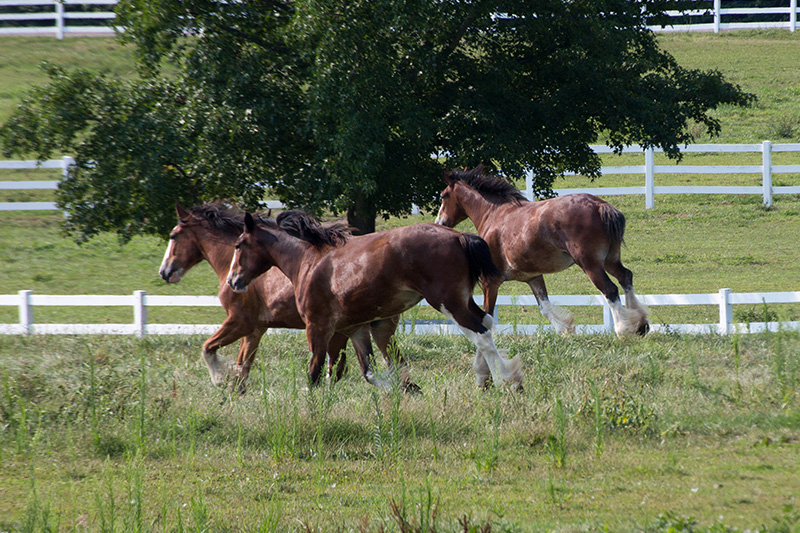 Clydesdales-Grants-Trail_800